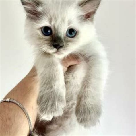 st. louis craigslist pets|Adoptable Pets .